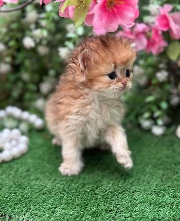 pişim: Şotland yastı qulaq, Dişi, Pulsuz çatdırılma — 4