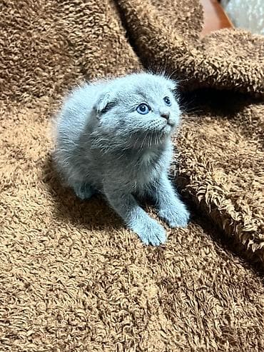 pişiy: Şotland — 7