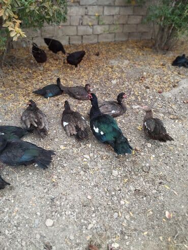 Heyvanlar üçün mallar: Amerkan zumrudu lala ordeklerin 5 Ayliq ve 4 Ayliq balalari satilir — 5