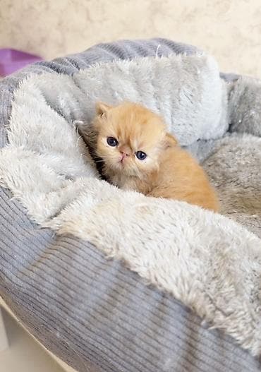 pişiy: Fars, Yaxşı əllərə — 1