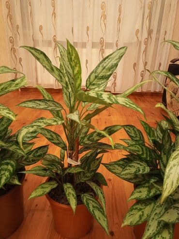 1 ədəd qızılgül: Aglaonema (Çin həmişəyaşıl) otaq bitkisi - Növ: Aglaonema, iri — 4
