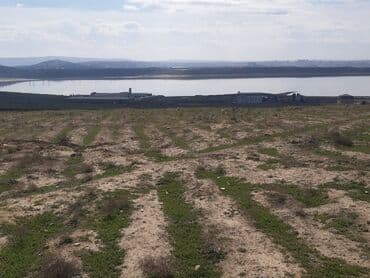 80 sot, Kənd təsərrüfatı, Maklerlər narahat etməsin, Kupça (Çıxarış)