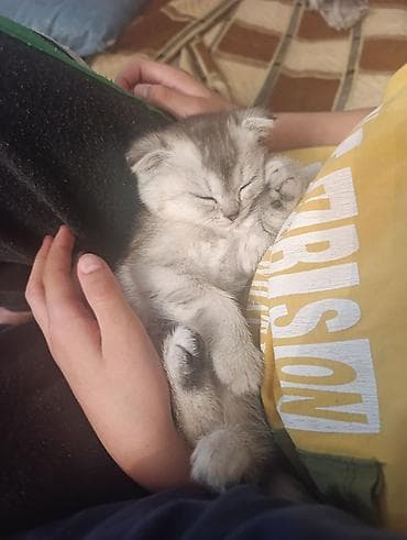 pisik şotland: Şotland yastı qulaq — 6