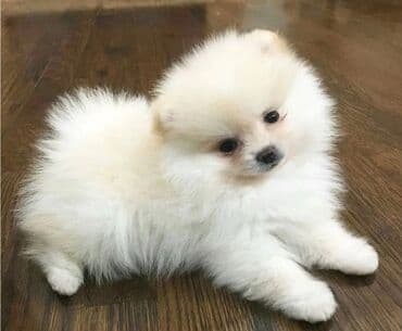 Lincoln: Шпиц, 2 месяца, Самец, С родословной, Самовывоз, Бесплатная доставка, Платная доставка — 2