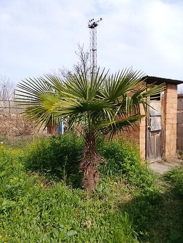 Xurma xurması (Trachycarpus fortunei) palma ağacı - Dekorativ