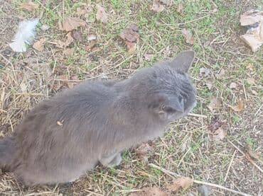 it adlari disi: Boz rəngli ev pişiyi çölde gezdirdiyim pişikdir evden qaçmaz cinsi — 1