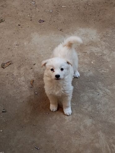 немецкий дог: Звонок, 2 месяца, Самка — 5