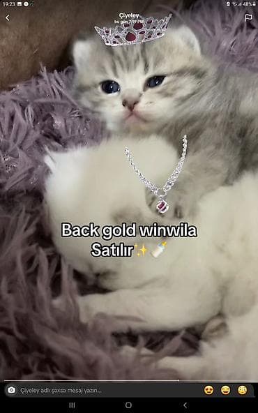 pisiyler: Britan — 2