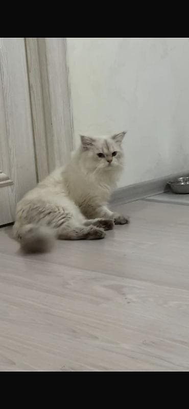 Pişiklər: Britan, Erkək, Dişi, Yaxşı əllərə, Ödənişli çatdırılma, Pulsuz çatdırılma, Rayonlara çatdırılma — 6