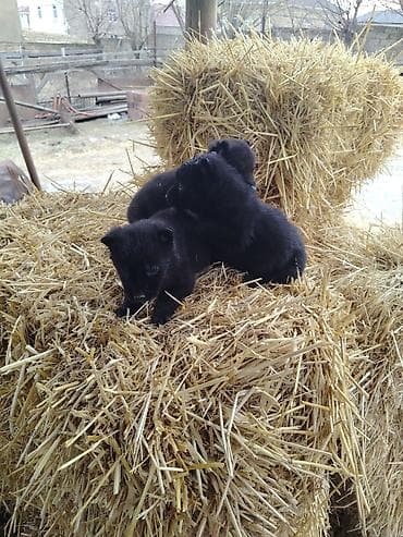 xacmaz heyvan bazari: Nemes afçarka sı 2 ədəd erkək — 2