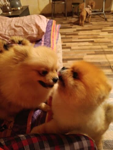 боо цена: Шпиц, 3 месяца, Самец — 4