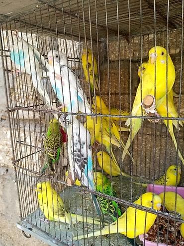 tutuquşu adları: Papuqaylar 14 manattan hazir cutterdi hamsi — 2