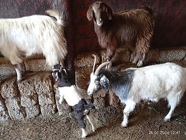 Inəklər, öküzlər: 6 ədəddir. 1 i balalayıb. Balası erkəkdir.Yanında hələb erkəyi var — 6