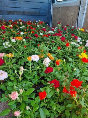 ağ qızılgul: Qırmızı, ağ, sarı və çəhrayı rənglərdə olan müxtəlif növ qızılgüllər — 2