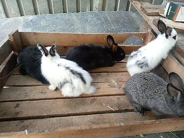 bala pisik: Satılır: müxtəlif rənglərdə gənc dovşanlar - Rəng çeşidi: ağ, qara — 3