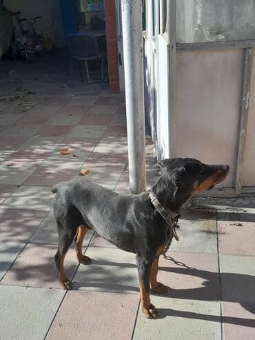 3D panellər: Doberman, Erkek — 5