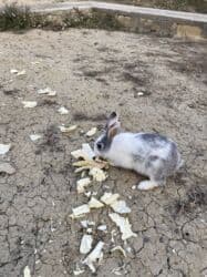 K/t heyvanları və malları: Satılır — 2