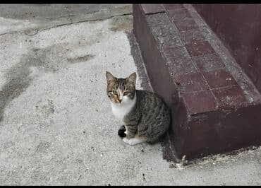 cennet park musfiq qesebesi: M.Ə. Rəsulzadə qəs. 4 otaqlı, 320 kv. m, Təmirsiz — 15
