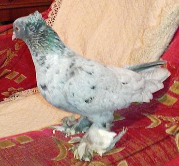 itin balasi: Bir eded iri lelekli kekilli ebres maya satilir tecili qiymeti — 3