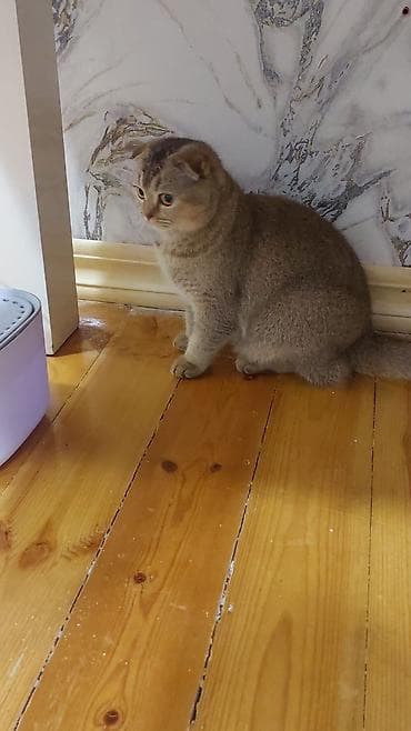 pisik satislari: Şotland yastı qulaq, Dişi, Yaxşı əllərə, Ünvandan götürmə, Pulsuz çatdırılma, Ödənişli çatdırılma — 2