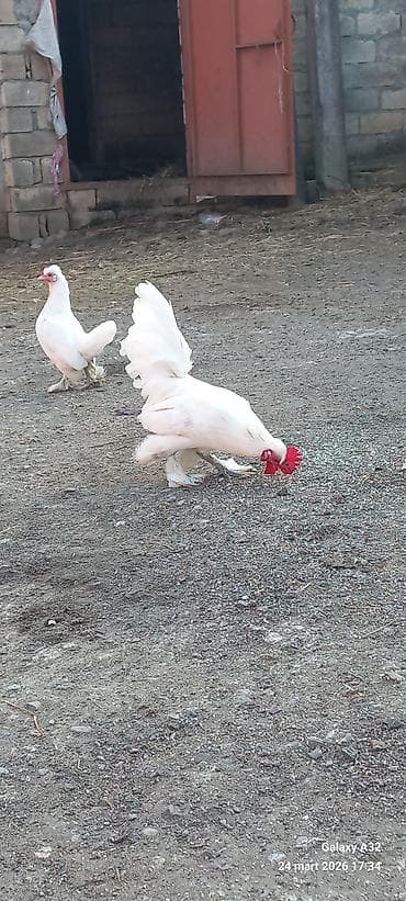 samuyan dermani: Toyuq, Damazlıq — 5