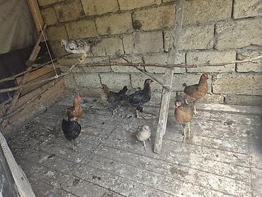 cins qoyun: Qarışıq cinsli toyuqlar sürüsü colpalar 3-4 aylıq 8 ədəd 8.0 manat — 1