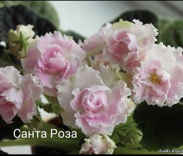 gül şəkilləri profil üçün: 5 — 20