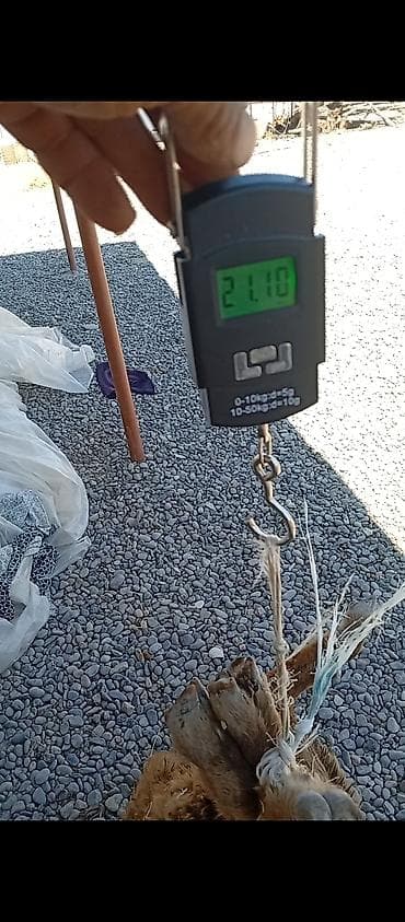 Quzu – diri çəkisi 21 kq 3 ayı tamam di dişi quzu di ünvan Neftçala