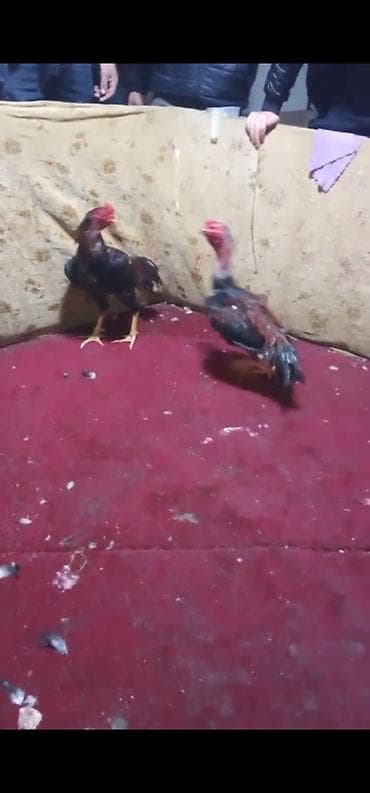 broyler yemi qiymeti: Xoruz, Heyratı, il: 3, Ödənişli çatdırılma — 3