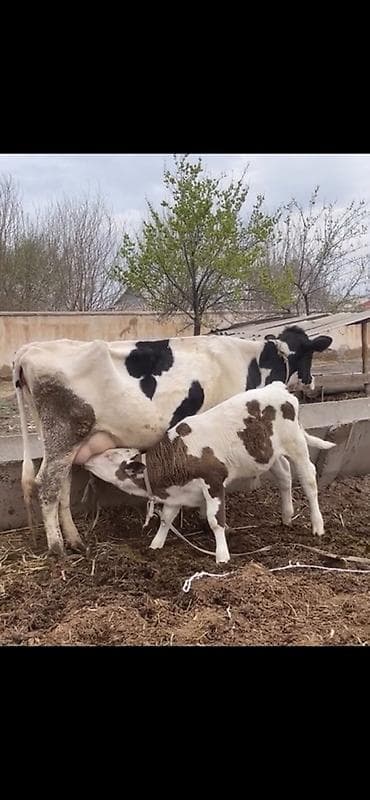 Satılır 9 lt süd olur