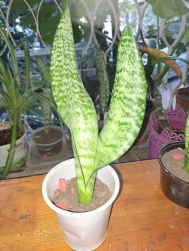 kalanxoe bitkisi: Sansevieria “Laurentii/Silver” (ilan bitkisi) – dekorativ otaq bitkisi — 2
