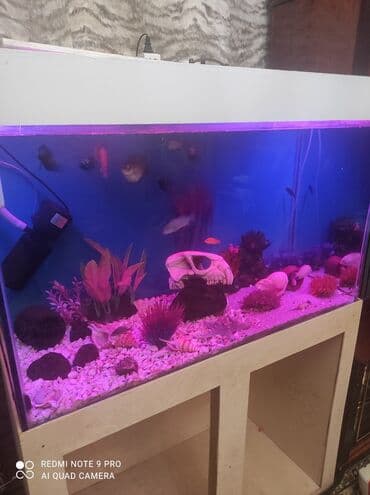 SİM-kartlar: Dördbucaq akvarium, 350 l, Ünvandan götürmə, Ödənişli çatdırılma — 2