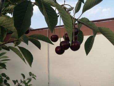 ev certiyojları: Hövsan qəs. 7 otaqlı, 234 kv. m, Yeni təmirli — 16