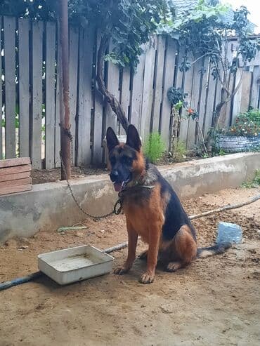 немецкие овчарки щенки купить: Немецкая овчарка, Самец — 1