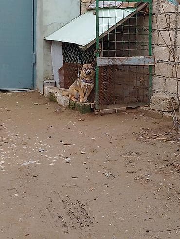 Птицы: Məhsul: İt (kiçik/orta ölçülü) Təsvir: - Fotoşəkillərdə olan sadiq və — 7