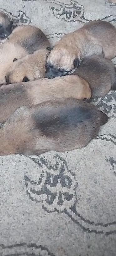 itlerin satisi 2017: Belçika çoban iti, Peyvəndli — 2