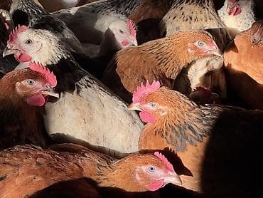 berde mal bazari 2020: ŞƏKİ DAXİLİNDƏ çatdırılma mümkündür Yetişmiş heyvanlardır. Çəkisi — 6