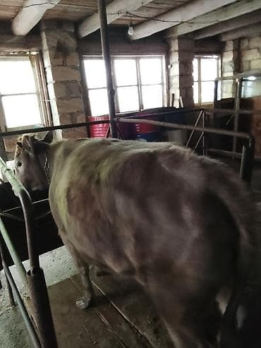 Atlar: Salam aleykum sağlam heyvandır vaxtı vaxtında vitaminləri verilib — 4