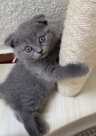 породистые котята даром: Шотландская, Самец, Самка, Самовывоз — 15