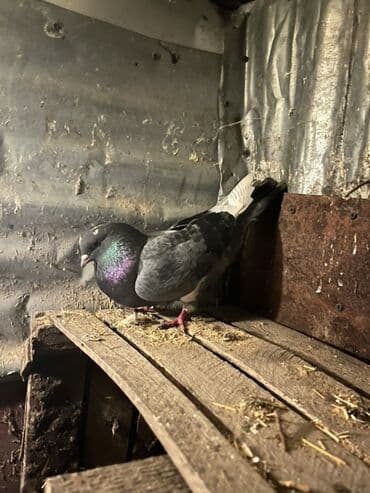 Məhsul: Ev göyərçinləri (bir neçə fərqli rəngdə) Təsvir: - Şəkillərdə