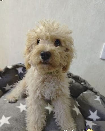 Pudel, 7 ay, Erkek, Ödənişli çatdırılma