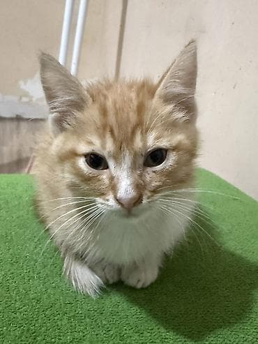 bala pişik şəkilləri: Erkək, Yaxşı əllərə — 2