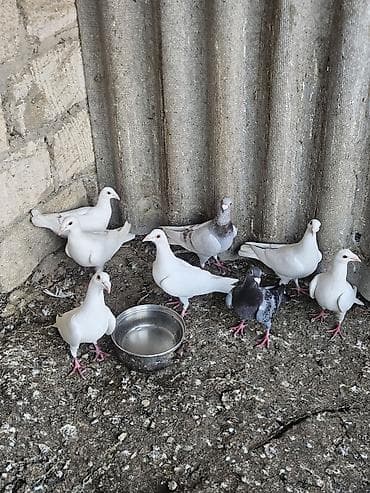 göyərçin satışı: 9 eded drakon hopdum 20 manatdan satilir real alanar buyursun saqlam — 5