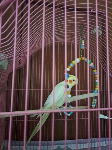 boo cena: Korella devocka 2qoda. s kletkoy vmeste prodaetsya. 100azn — 2