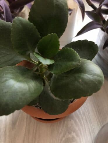 etotu bitkisi: Tebii guller — 2