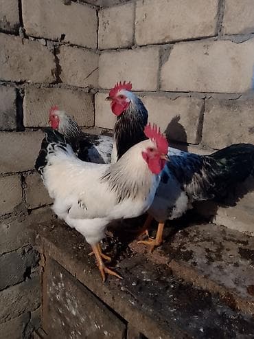 kend colpası: Məhsul: Yerli təsərrüfatdan selebrist görünüşlü xoruzlar (3 ədəd) — 3