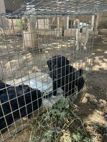 купить хаски щенка: Pudel, 2 ay, Erkek, Ünvandan götürmə — 2