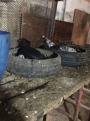 qaz heyvan: Məhsul: Hinduşka və qaz sürüsü Təsvir: - Şəkillərdə təsərrüfat — 4