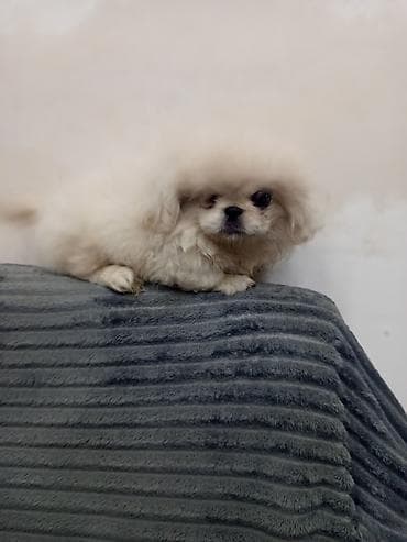 pidbul balasi: Pekines — 3