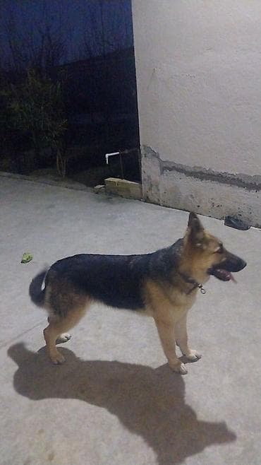 etibarlı əllərə itler: Alman çoban iti, 9 ay, Dişi, Peyvəndli, Ünvandan götürmə — 3